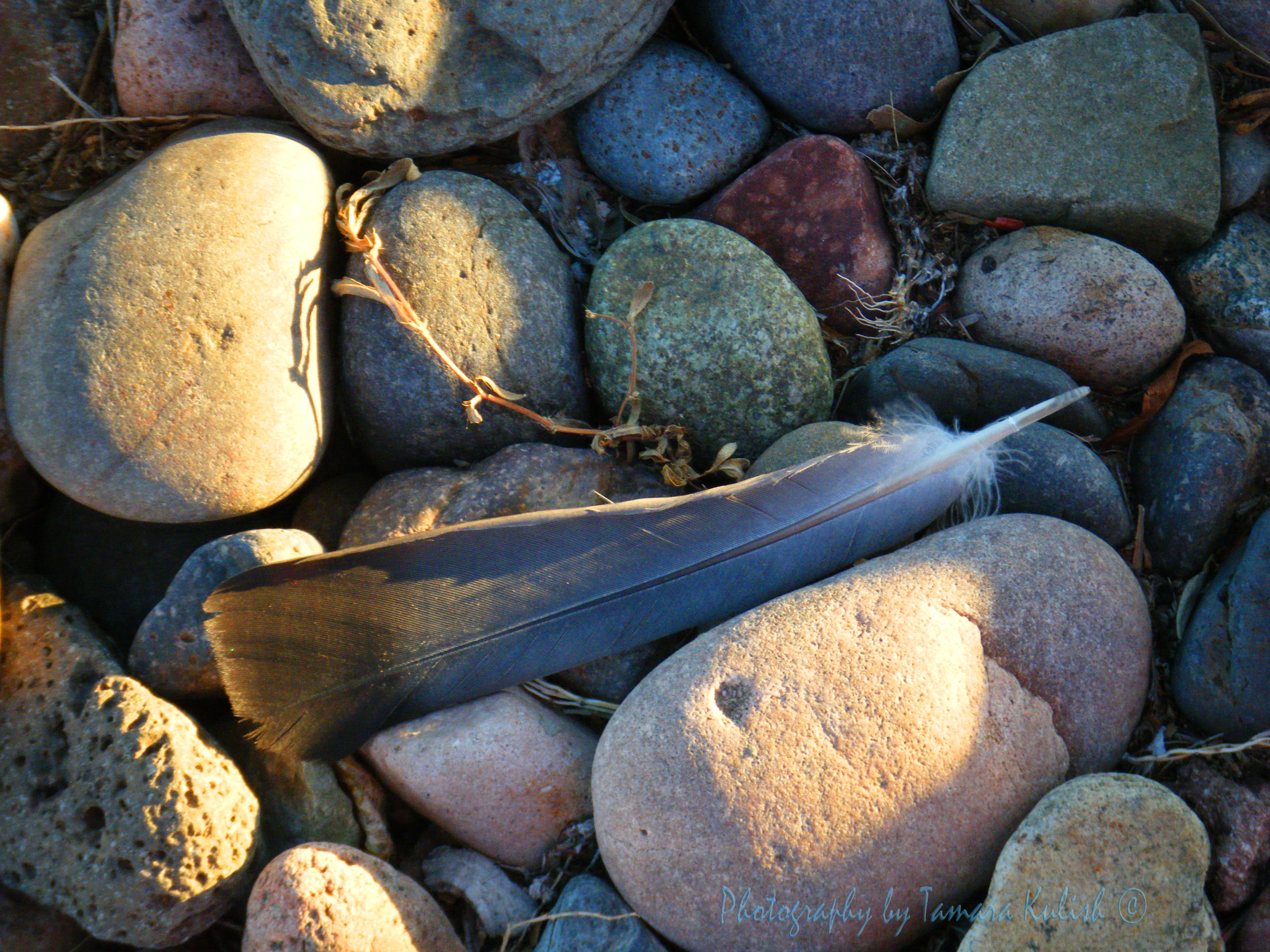 Fine Feather Rocks Training ourselves to use the gift of time – Tamara Kulish